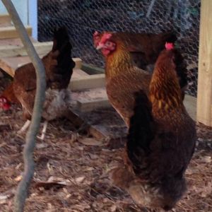 These are some pretty hens.