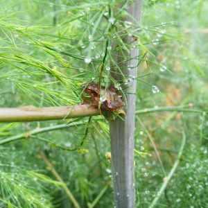 hiding in the asparagus..