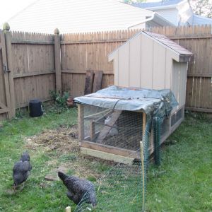 This is the coop and pen they usually stay in, 6 chickens. There is a window and door on the other side, and a roost inside and out.