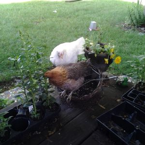 Babs & Edwina eating my flowers.