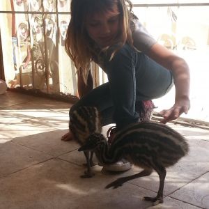 Emus as babies they were about 18 inches tall. This picture was taken April 12, 2013