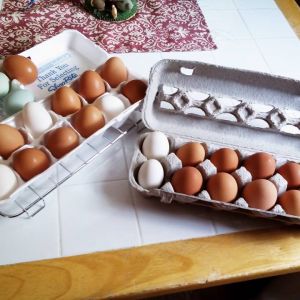 We've just started offering our eggs for sale to friends and neighbors. Just a little something to help offset the cost of feed. We're going to keep a special jar just for Chicken Money!