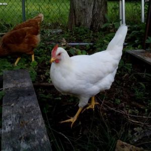 This is a yet-to-be named white leghorn. She's quite shy, and hasn't started laying yet. In the background, I think that's Lucille (named for the best redhead ever, Lucille Ball).