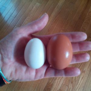 Here I just had to note the size differences between our eggs - look at MONSTER size of that brown egg!!