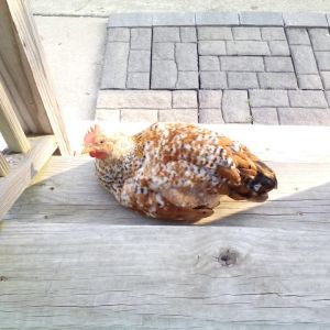 Brienne, our beautiful mixed breed hen. Well, we think she's a hen... she's got some BIG feet!