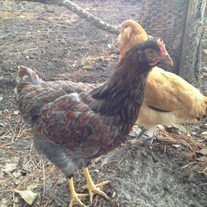 Chippy, BLRW, Daisy, EE