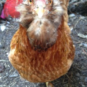 Lillie, broody extraordinaire