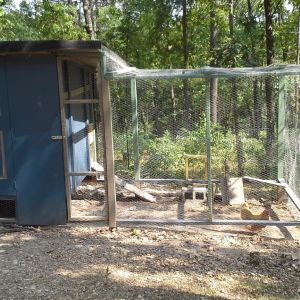 we made a little chicken door on the back of the run to enter an uncovered fenced in area. This is used during work.