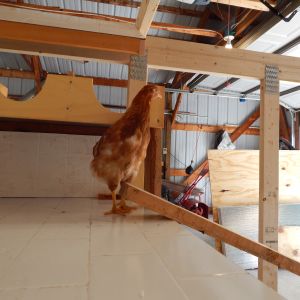 Butterscotch is taking a tour of work in progress