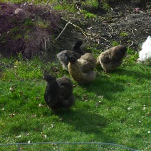 The girls are enjoying the sun on their backs and the grass underfoot
