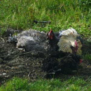 Brucester and 2 of his girls take a bath in the middle of the over grown garden