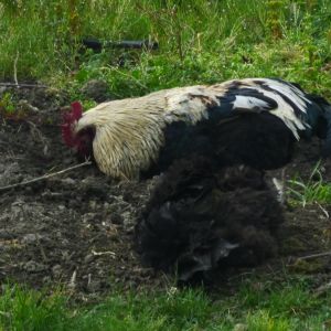 Brucester Has a nap while bathing, its a hard job for an old roo