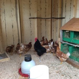 Still not venturing out of their coop