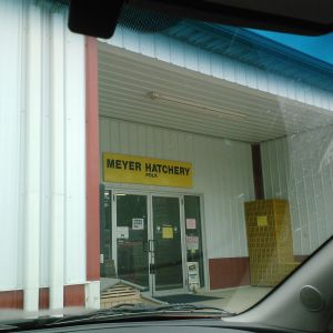 Here  I am picking up my babies today. Hubby is not to happy with me, I think he thought we would just keep talking about getting chickens again,  But getting them before he has the coop done is my way of seeing to it he gets it done. Don't get me wrong he is a good man, he just isn't into critters like I am.