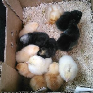 Aren't they just the cutest things you have ever seen at this age? There are 2 Buff Orpingtons, 4 golden Buffs, 2 barred Rocks, 2 Black Australorp and 2 Delawares.  I mixed it up this time around. I always had golden buffs before.