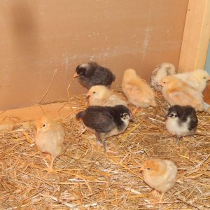 Two weeks old and moved to a new temporary brooder box.