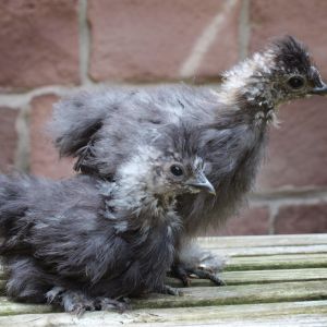 Fluffs (back) and Puffs, straight run blue silkies at six weeks. (I think Fluffs is a rooster because he's bigger and is sprouting a comb.)