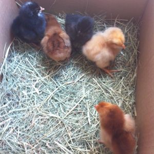 Left to right: Male BSL, Female RIR, Female BSL, Female Buff Orpington, Female RIR.