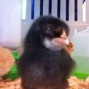 Spunky baby  BSL rooster