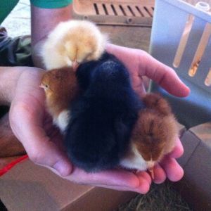 Handful of chickies