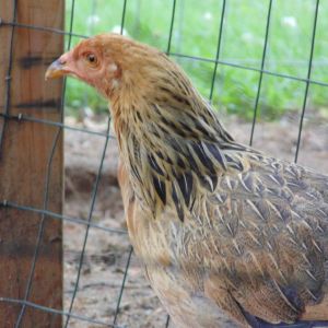 This is Brazen, my unbearded EE who I hatched from an egg for the Easter Hatch a long this year. We couldn't give her any other name, because she's the most brazen and audacious chicken we've ever met. She steals food right out of the mouths of the high ranking hens, then runs away laughing. She's quick, and really hard to photograph!