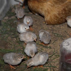 Guinea keets