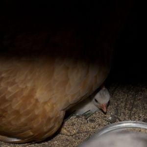 Hen and keet