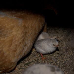 Hen and keet