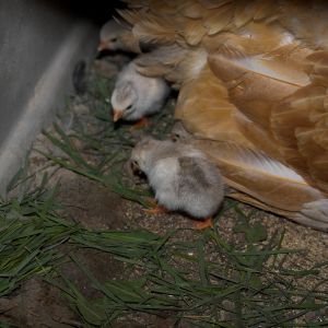 Guinea keets