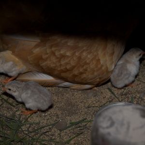 Guinea keets