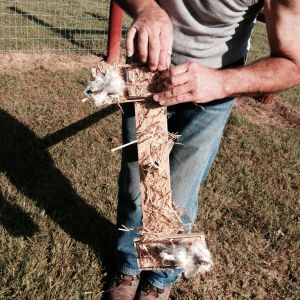 Hawk trap made with rat traps