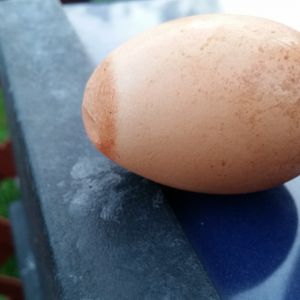 Odd shading of egg