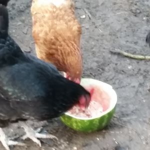 chickens make a dish our of half a watermelon