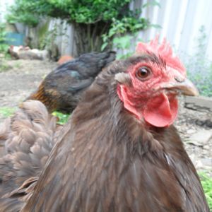 RIP - mallory my chocolate Orpington bantam