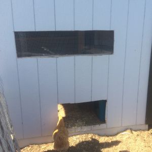 We cut an exit door in the side of the coop that goes out to their run.