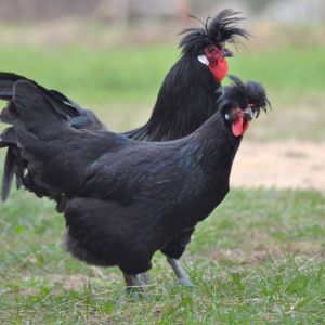 MERLERAULT