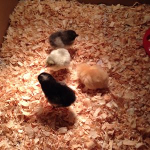 The girls a few days old.