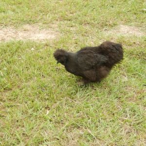 I don't know for sure how old my Silkie is. She keeps her distance from the other chickens now that they are all bigger than her! She was a real bully when they were smaller than her though.