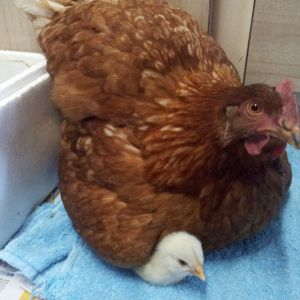 My gorgeous red hen Chloe and her baby rooster bello. 2012