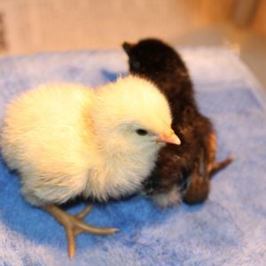 A boy and a girl are born!