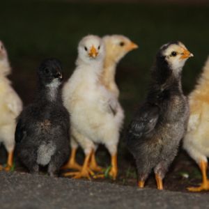 hey hey hey chickens.