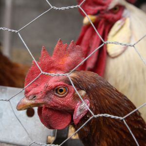 Henrietta and the rooster.
