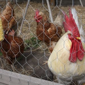 4 red hens and the rooster.