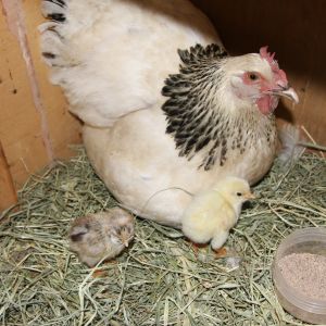 Bianca, fluffy and penguin. 2013
