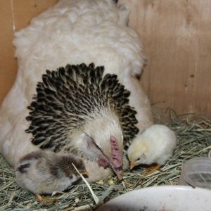 Bianca and her 2 baby chicks.