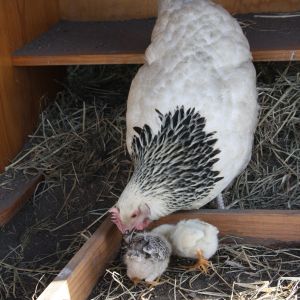 Bianca and her babies.