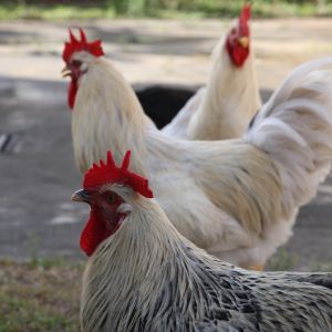 Roosters.