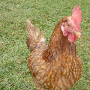 henrietta.