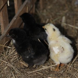 Binaca's 3 babies. 2014 March.