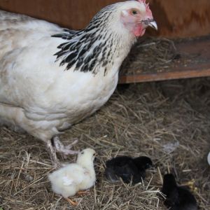 Bianca and her 3 babies. March 2014.